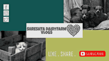 Shreshta Dairyfarm Shreshta Dairyfarm Vlogs GIF