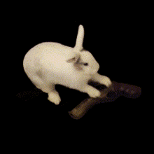 Bunny Gun GIF - Bunny Gun Boleta GIFs