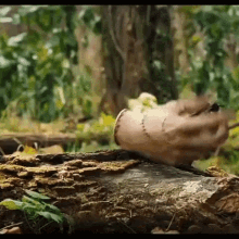 a person is standing on a log in the woods with their hand on it .