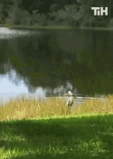 Biting Fish This Is Happening GIF - Biting Fish This Is Happening Bird GIFs