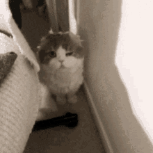 Cute Cat GIF - Cute Cat Adorable GIFs