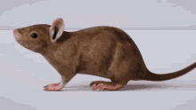 Spin Rat GIF