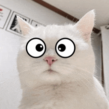 Confuse Cat 1 GIF - Confuse Cat 1 GIFs