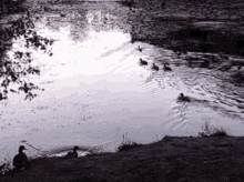 Duck Ducks GIF - Duck Ducks Pond GIFs