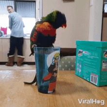 Go Inside A Cup Viralhog GIF - Go Inside A Cup Viralhog Bird GIFs