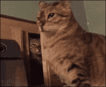 Engraçado GIF - Cat Hide Prank GIFs