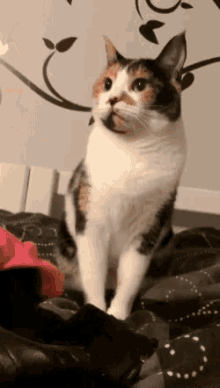 No Middle Finger GIF - No Middle Finger Cat GIFs