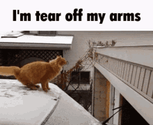 Arm Arm Removal GIF - Arm Arm Removal Cat Jump GIFs