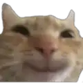 a close up of a cat 's face with a smiling face .