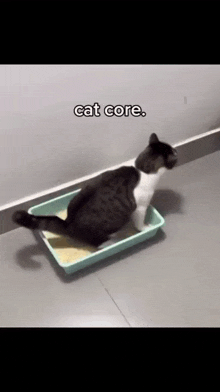 a black and white cat is laying in a litter tray with the words cat core above it