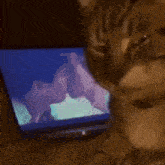 a cat is looking at a picture of a man kissing another man on a laptop .