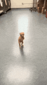 a small brown puppy is walking on its hind legs on a gray floor .