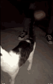 a black and white dog standing in front of a person wearing converse shoes