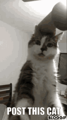 Cat Post This GIF