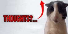 a cat with a red arrow pointing up and the words thoughts written below it