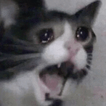 a close up of a cat 's face with its mouth open and eyes closed .