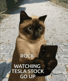 a cat is holding a cell phone with the words rock watching tesla stock go up