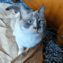 Allie Cat GIF - Allie Cat Yes GIFs