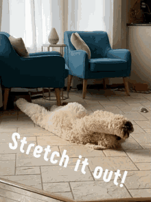 Goldendoodle Stretching GIF - Goldendoodle Stretching Dog GIFs