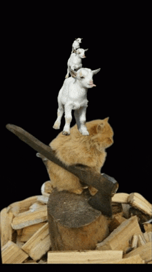 a cat sitting on a stump with a goat on top