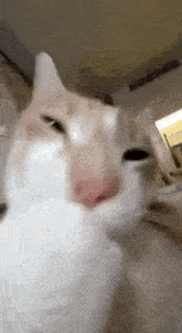 Meow Cat GIF - Meow Cat кот GIFs