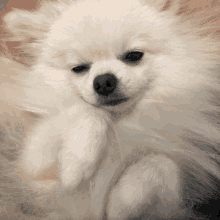 Pomeranian Cute GIF