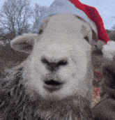 a close up of a sheep wearing a red santa hat