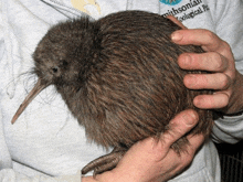 Kiwi Hands Kiwi In Hands GIF - Kiwi Hands Kiwi Kiwi In Hands GIFs