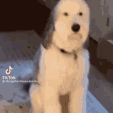 Dog Blink Blinking Dog GIF - Dog Blink Blinking Dog GIFs
