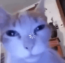Uhh Cat GIF - Uhh Cat Meow GIFs