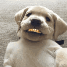 Dog Gold Grillz Dog Grills GIF - Dog Gold Grillz Dog Grills Dog Grillz GIFs