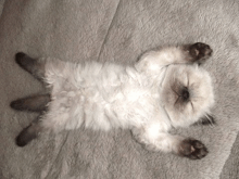 a kitten is laying on its back on a blanket