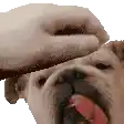 a close up of a person petting a dog 's head with their tongue out .