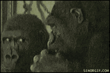 Ape GIF - Ape GIFs