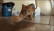 a cat is playing with a toy that has a red light coming out of it