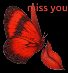 Miss You Butterfly GIF - Miss You Butterfly Lips GIFs