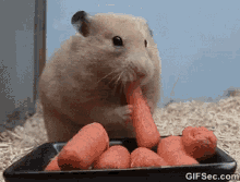 Hamster Carrots GIF - Hamster Carrots Eating GIFs