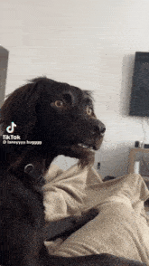 Rigley Bean Dog Meme GIF - Rigley Bean Dog Meme GIFs