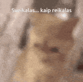 Cat Katinas GIF - Cat Katinas Cat Agree GIFs