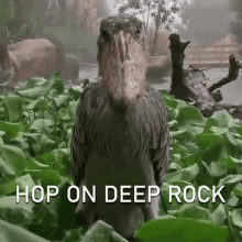 shoebill stork bird rain hop on deep rock