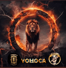 a yohoca logo with a lion in a circle of fire