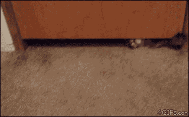 Cat He Did Go Under Door Yes GIF Cat He Did Go Under Door Yes Discover Share GIFs