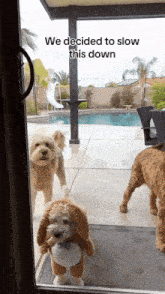 three small dogs are standing in front of a sliding glass door with the words we decided to slow this down above them