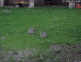 two squirrels are running in a grassy field with the website senorgif.com visible in the background