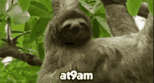 At Nine Am Sloth GIF