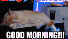 Good Morning Morning GIF - Good Morning Morning Morning Cat GIFs