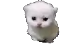 a white kitten is sitting on a white background .