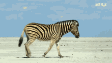 zebra walking desert our planet coastal seas