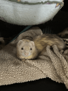 Ferret Weasel GIF - Ferret Weasel Pet GIFs