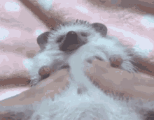Hedgehog Massage GIF - Hedgehog Massage Cute GIFs